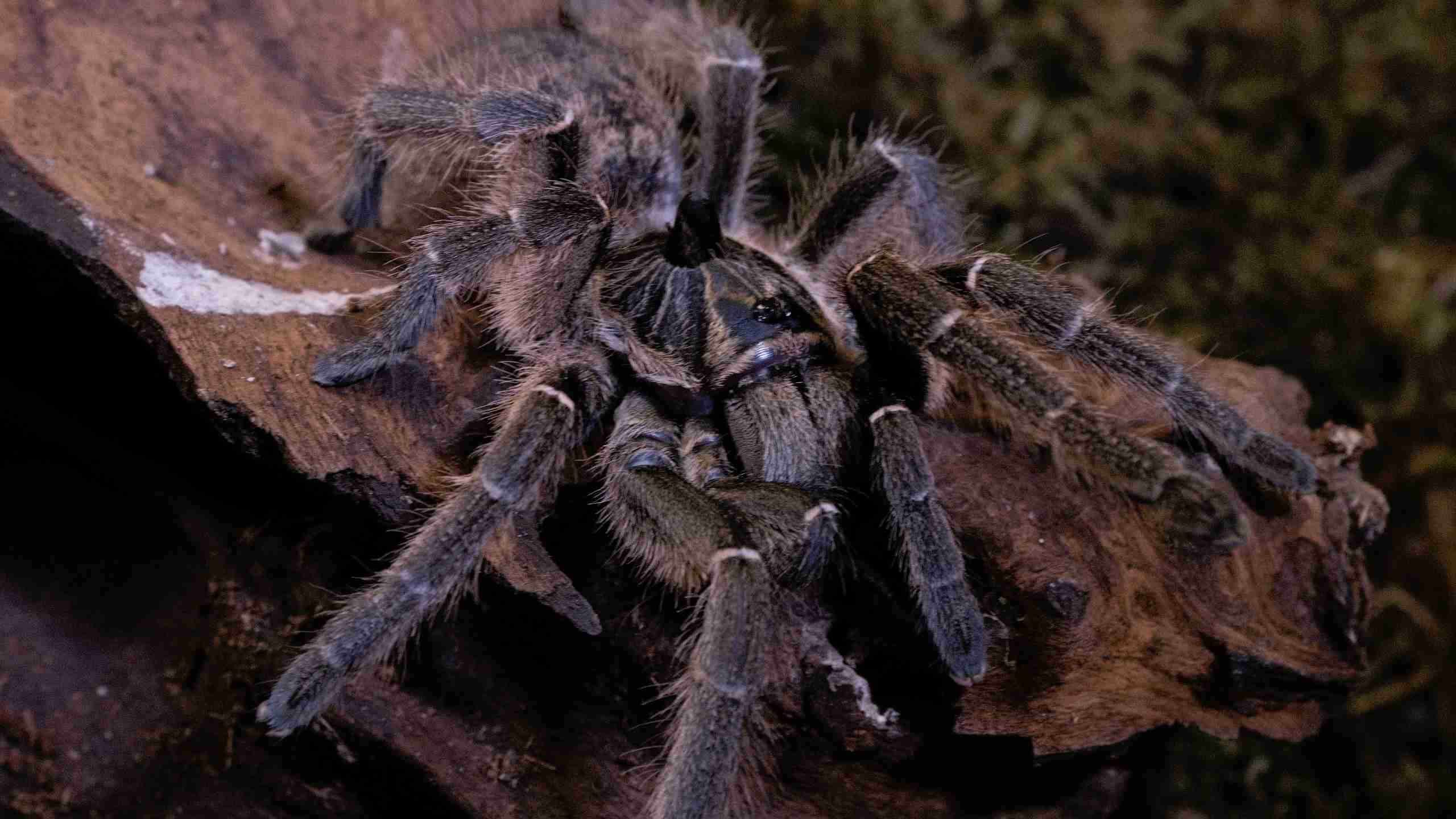 Chov sklípkanů ArachnoPark